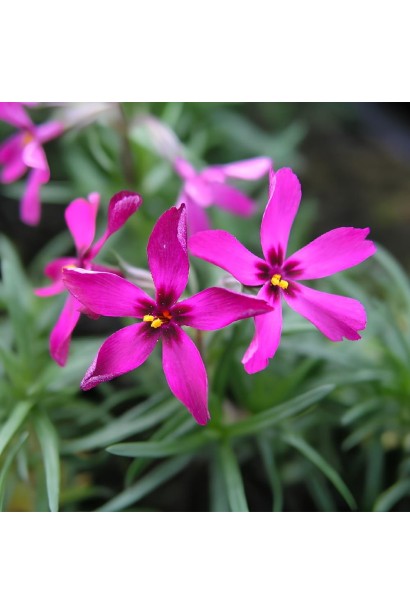 Флокс шиловидний Теміскамінг (малиновий)